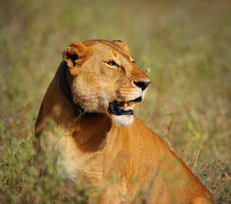 Lioness.Serengeti
