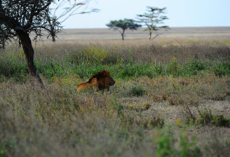lonely lion king found on otherside of the road.