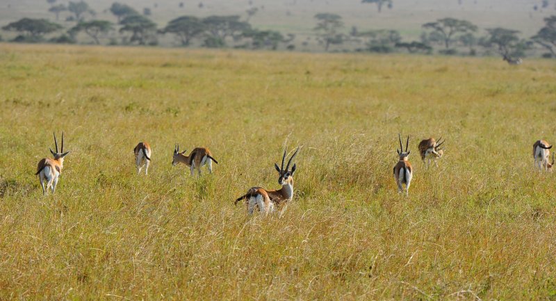 Thomson Gazelles.Serengeti
