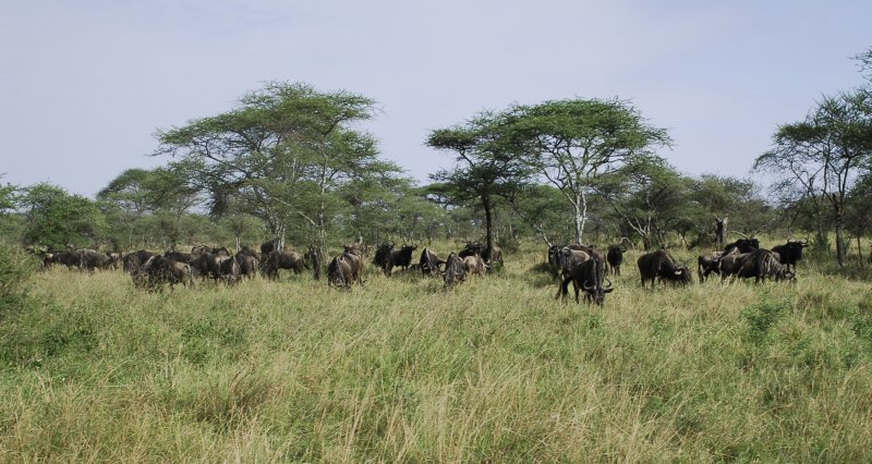 Wildebeests.Serengeti