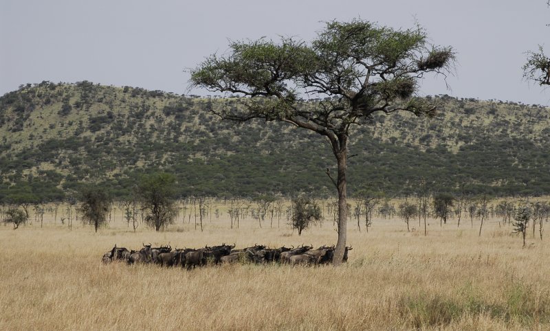 Wildebeests stayed under the shade