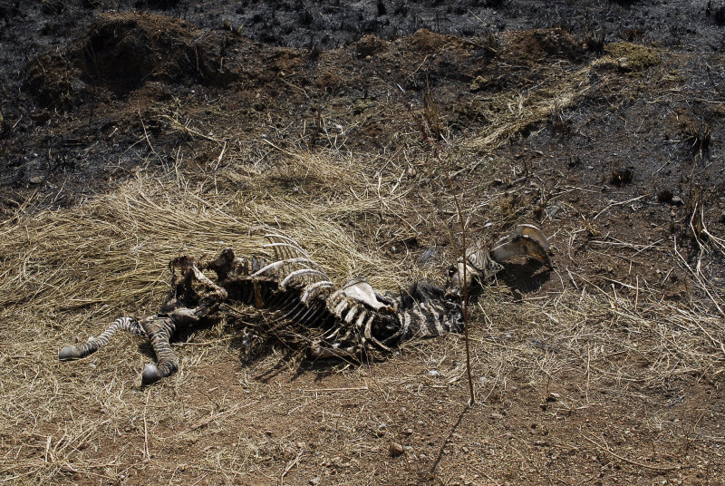 Zebra skeleton ,near Grumeti river Serengeti