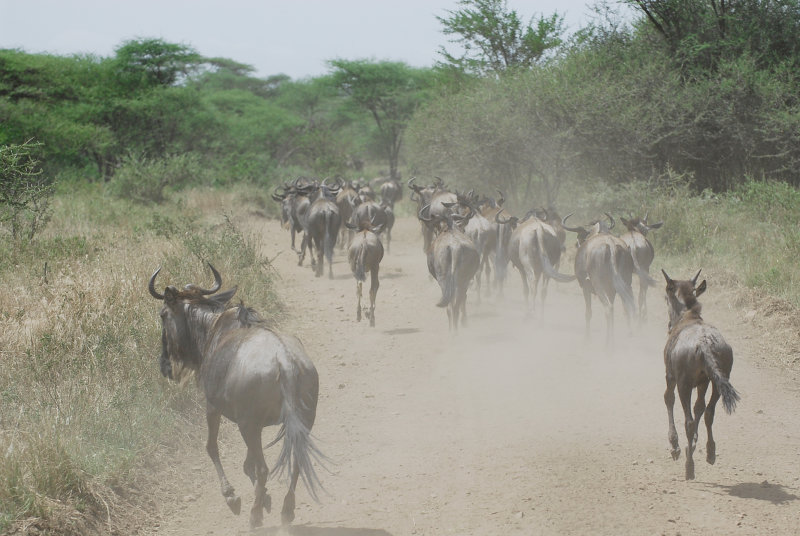 Hot & Dry day in Serengeti