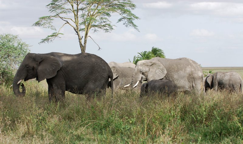 Elephants.Serengeti