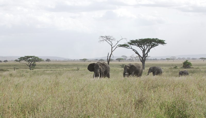 Elephants.Serengeti