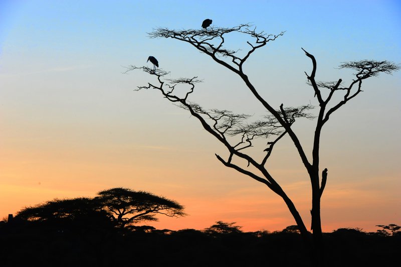 Early morning of Serengeti 20/06