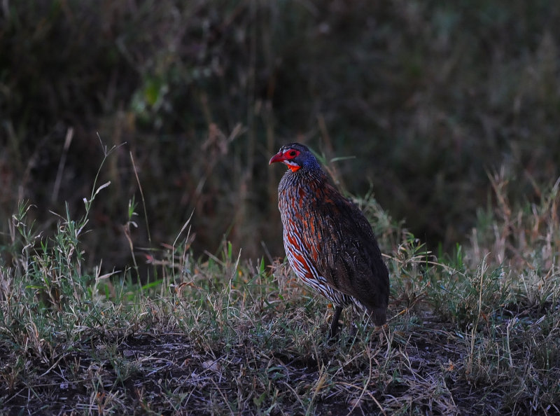 male Crested Francolin. Serengeti