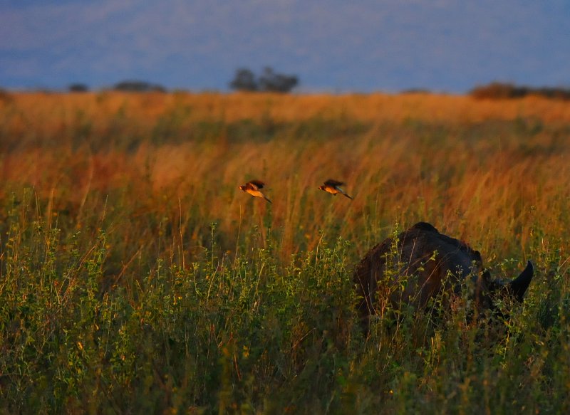 Red billed oxpeckers.Serengeti