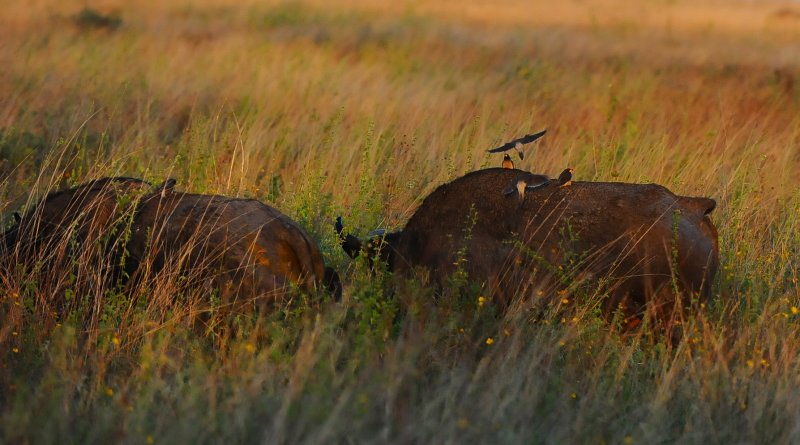 Red billed Oxpeckers.Serengeti