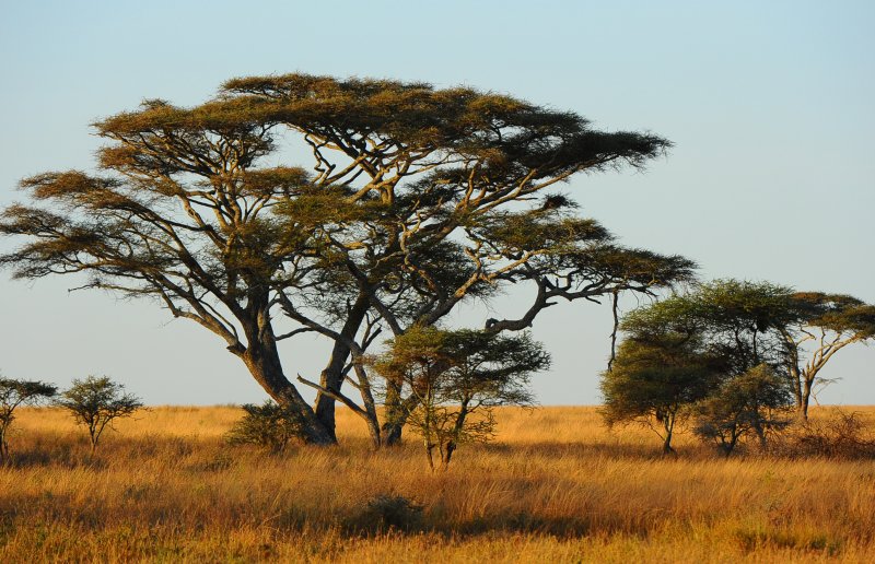 Early morning in Serengeti NP