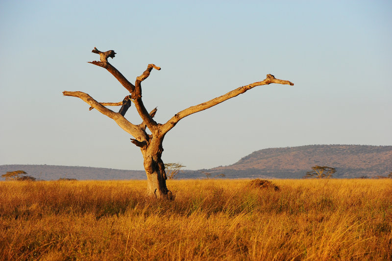 Early morning in Serengeti