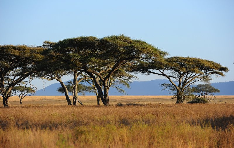 Early morning scenery of Serengeti