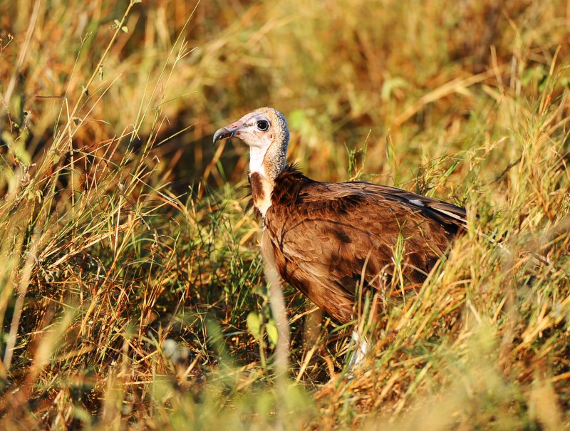 Lappet-faced Vulture.Serengeti