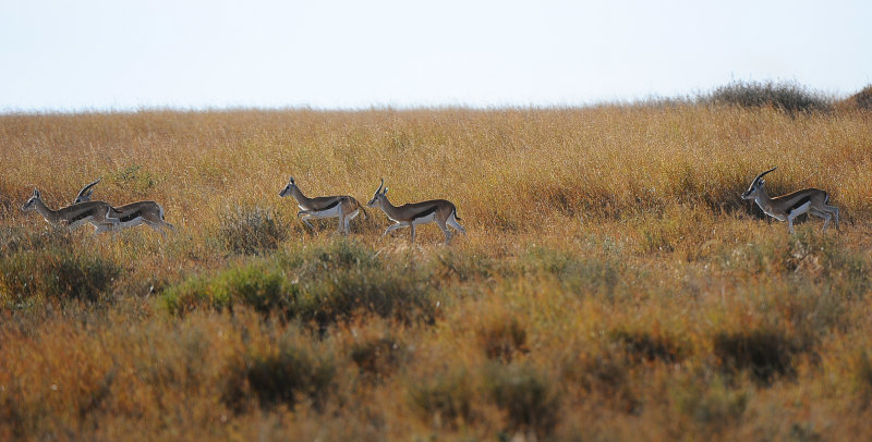 Thomson Gazelles.Serengeti