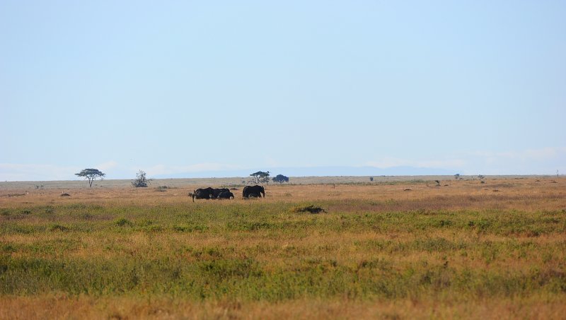 Africa Elephants.Serengeti