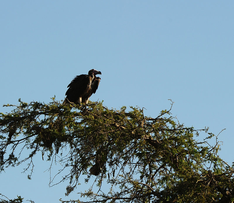 Vulture.Serengeti