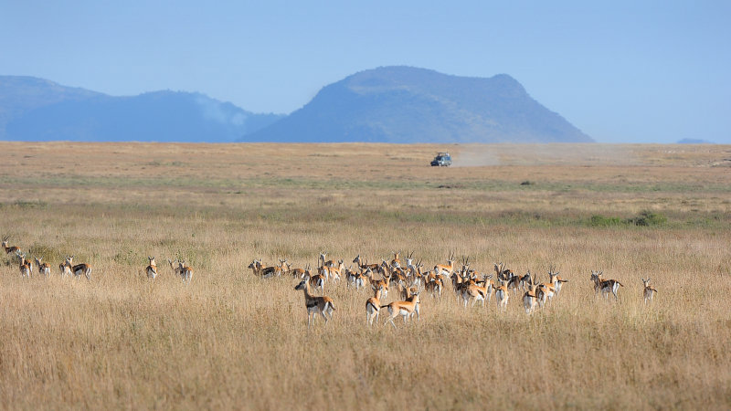 Thomson Gazelles.Serengeti