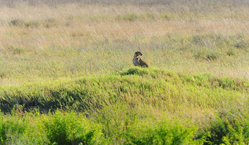 Cheetah. Serengeti