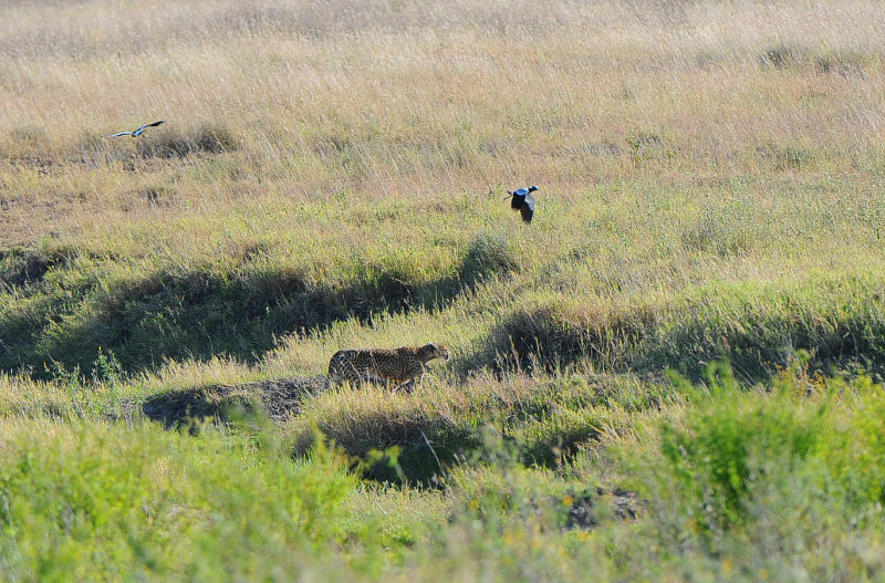 Cheetah and a bird . Serengeti