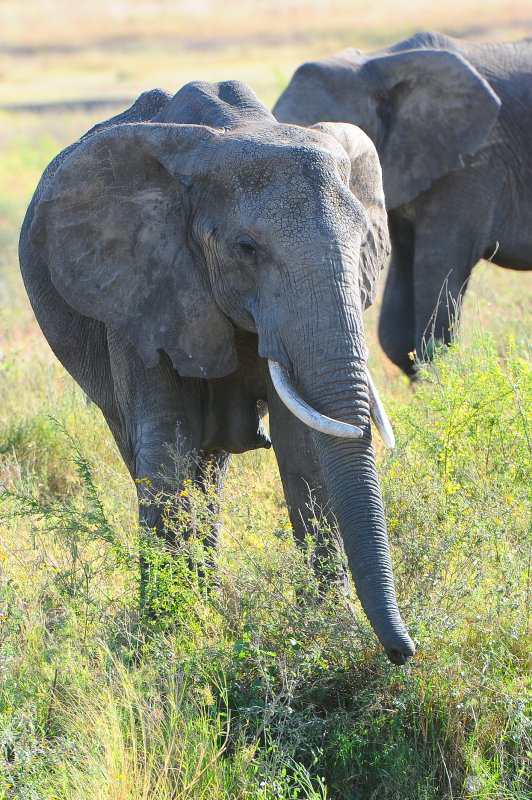 Africa Elephants.Serengeti