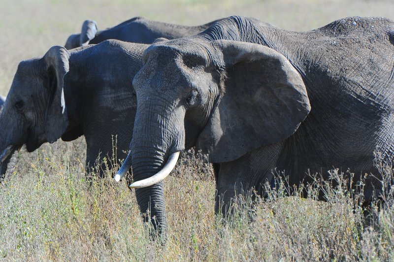 Africa Elephants.Serengeti