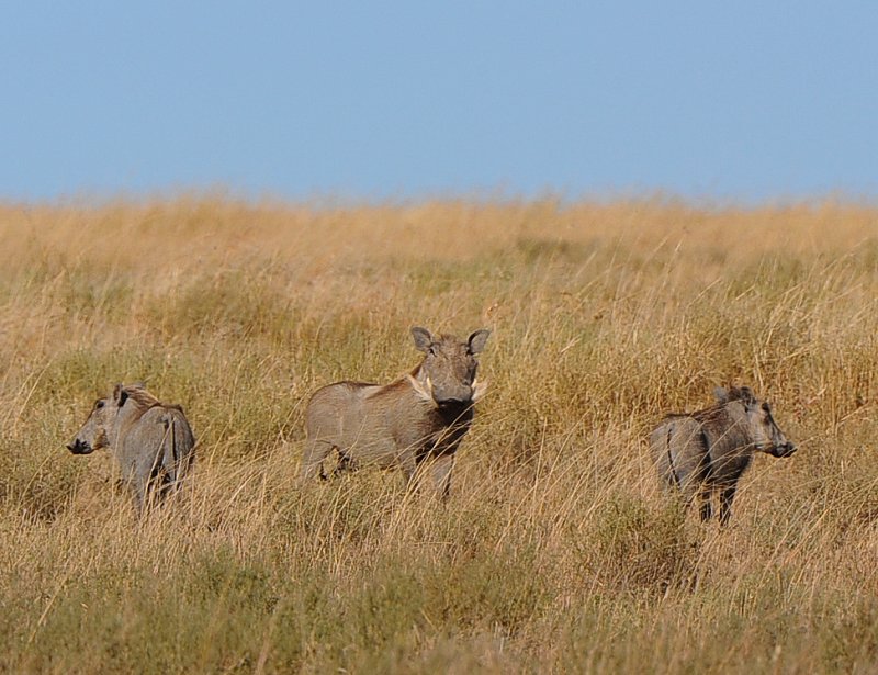 Three Warthogs.Serengeti