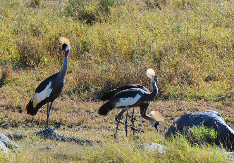 Crowned Crane.Serengeti
