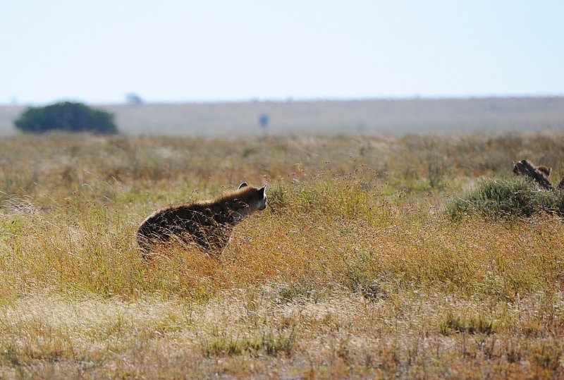 A  Hyena also comes