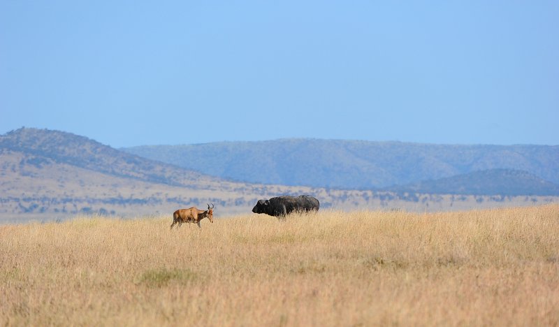 Topi confronts Wild Buffalo.Serengeti