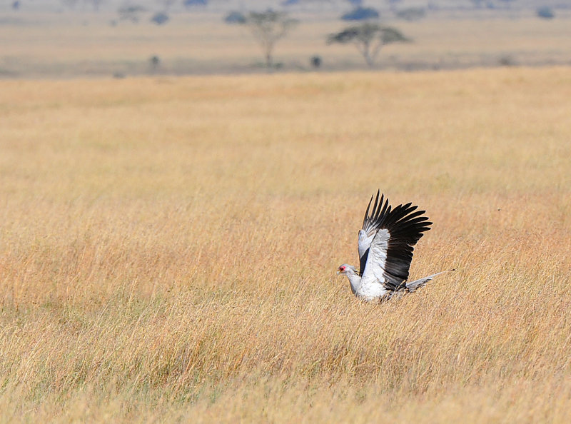Secretary bird.Serengeti