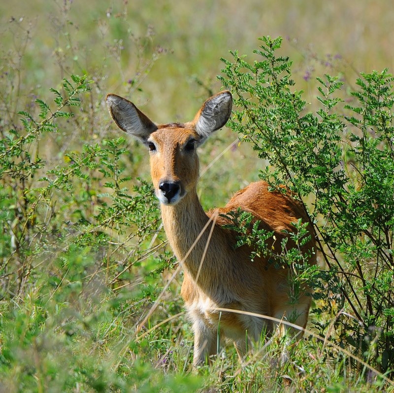 female Impala.Serengeti