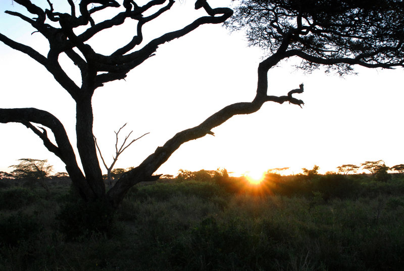 Early morning of Serengeti 20/06