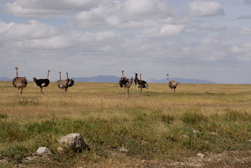 Ostrichs.grassland of Serengeti