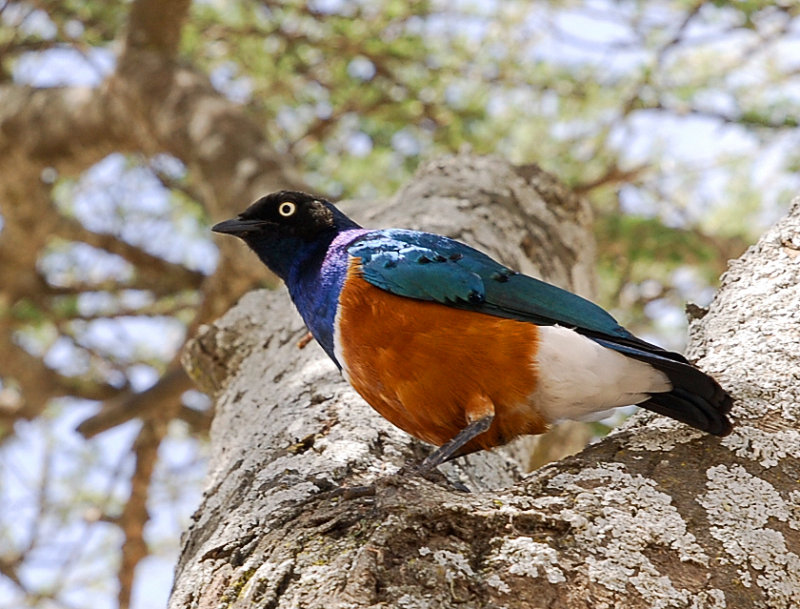 Starling. Naabi Hill gate Serengeti