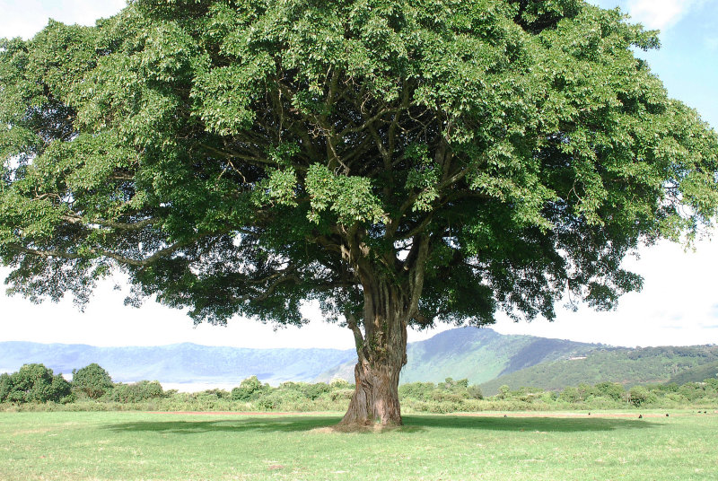 Tree at Simba campsite
