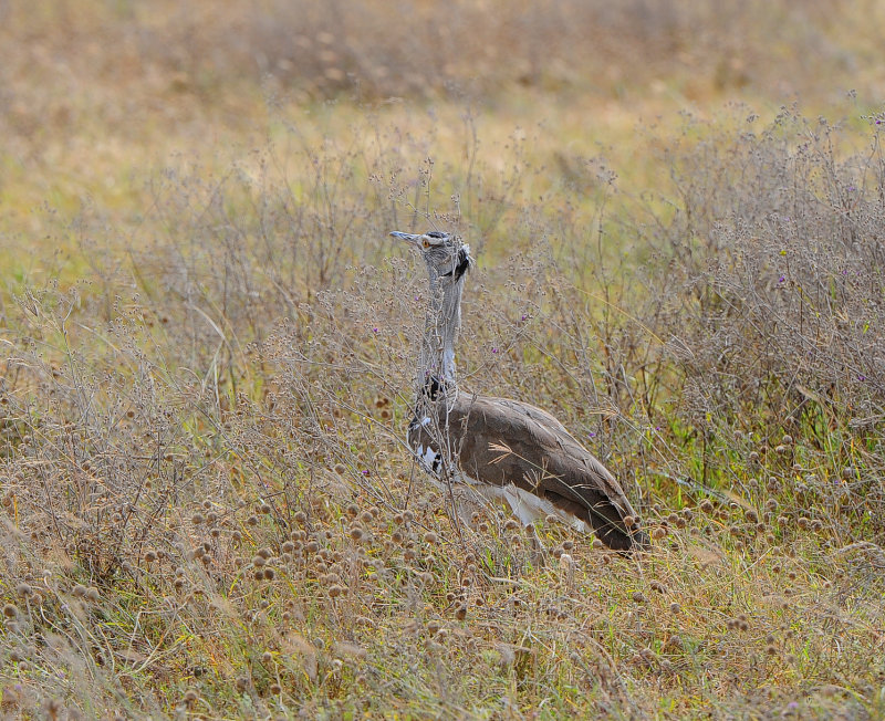 Kori Bustard. Ngorongoro