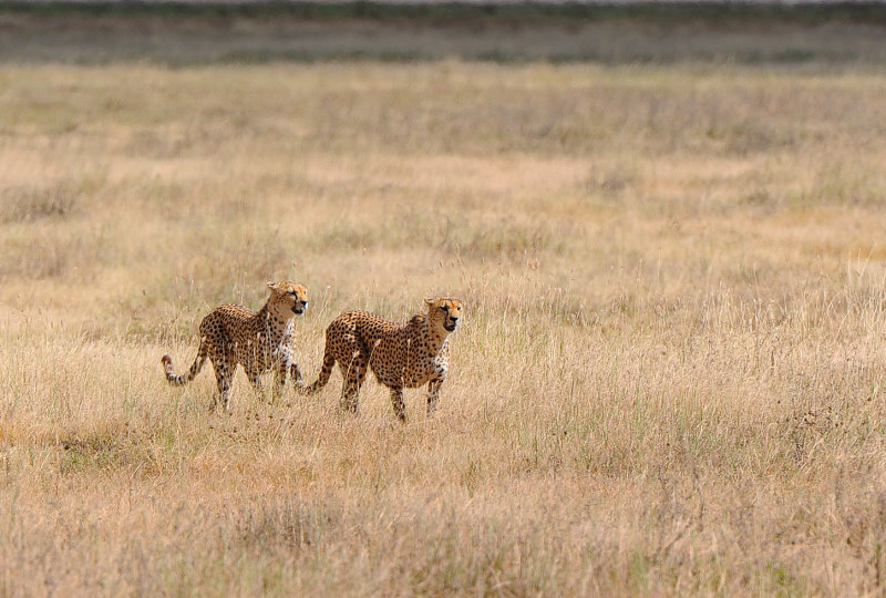 Cheetahs were closer