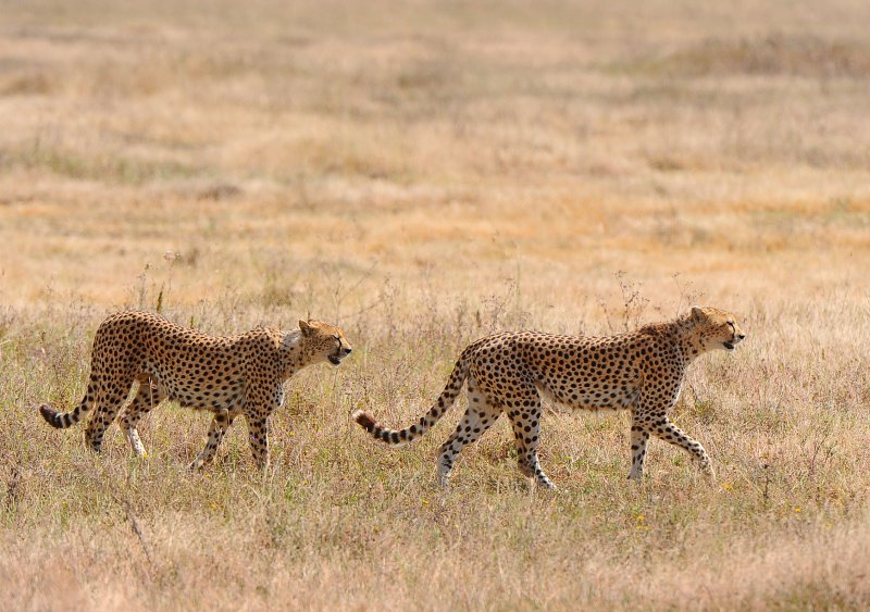 Cheetahs closer and closer