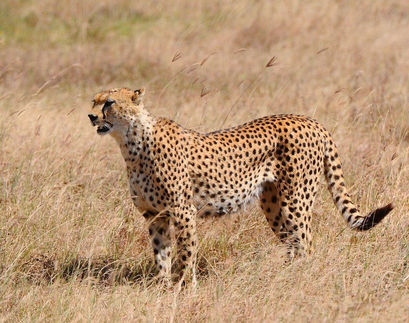 Cheetah twenty meters away
