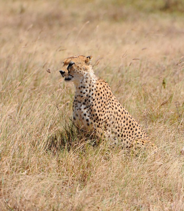 cheetah.Ngorogoro