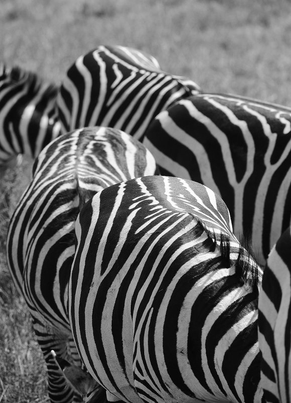 Zebra. Ngorongoro