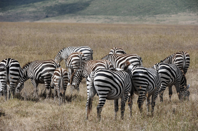 Zebras.Ngorongoro