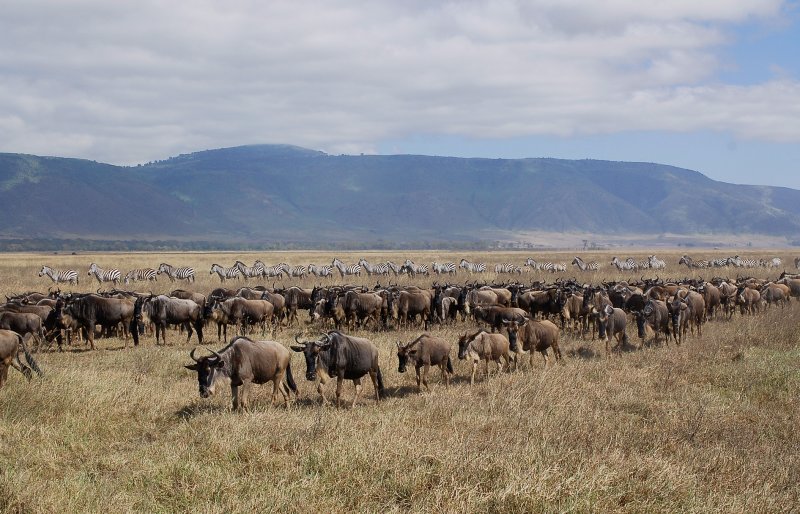 Wildebeest & Zebras walk in line to river.
