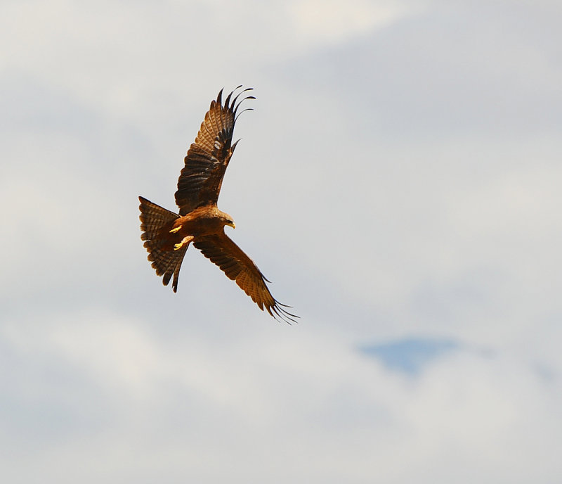Tawny eagle on the sky.