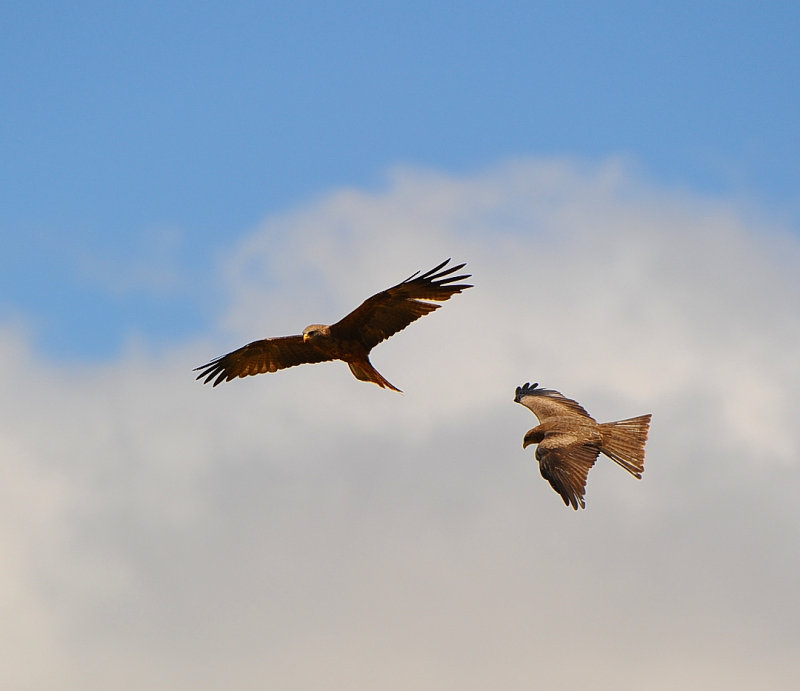 Tawny eagles.at Ngorongoro picnic area.