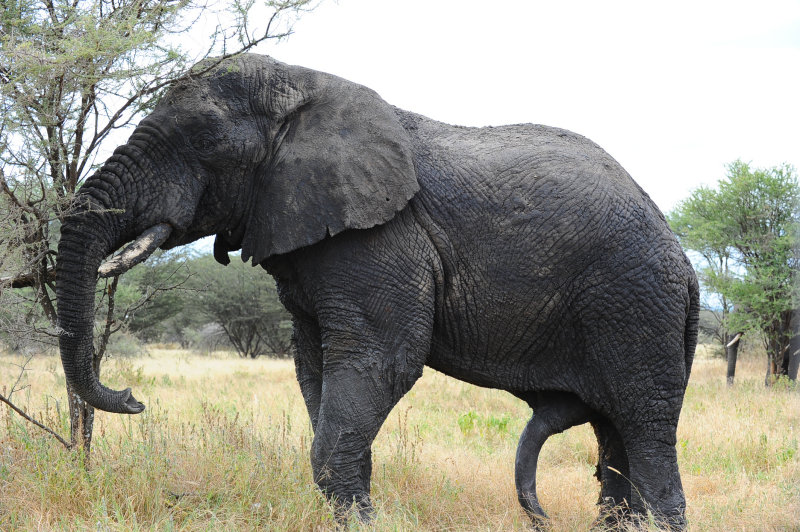 Africa elephant at Tarangire