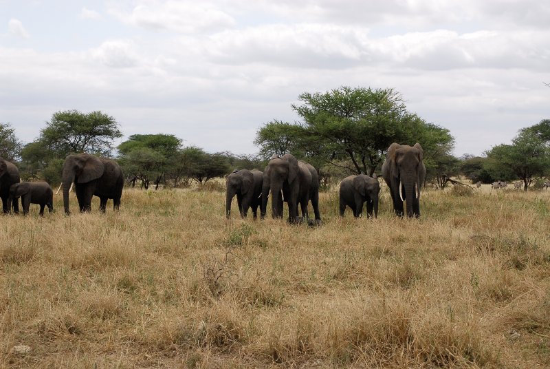 Elephants of Tarangire