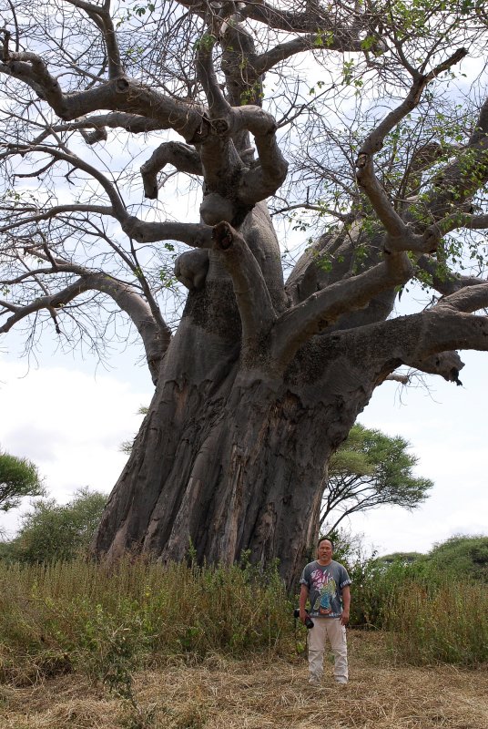 Baobab tree. Tarangire