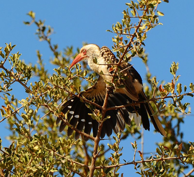 Red billed hornbill.Letaba