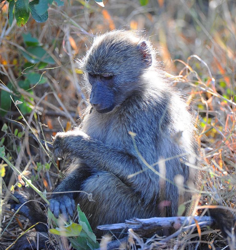 Chacma Baboon.Letaba restcamp